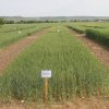 particelle grano azienda itt solimene 01