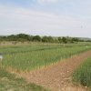 particelle grano azienda itt solimene 02