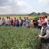 particelle grano azienda itt solimene 03