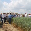 particelle grano azienda itt solimene 04