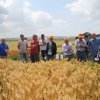 particelle grano azienda itt solimene 05