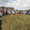 particelle grano azienda itt solimene 06