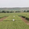 particelle grano azienda itt solimene