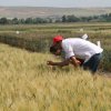 Campo Parcellare ITT