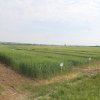 Campo Parcellare ITT