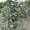 Campo Parcellare ITT