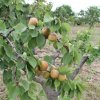 Campo Parcellare ITT