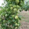 Campo Parcellare ITT